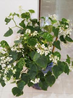 Hotel El Almendro - 7