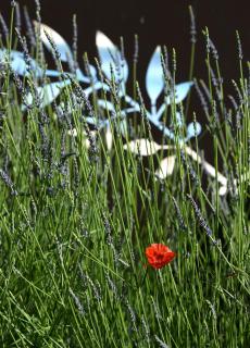 Gîte des Demoiselles en Luberon - 8