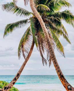 Jungle Guardian - Rooftop Pool & Beach Club in Zona Hotelera Tulum - 1