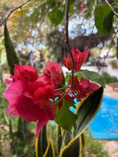 Pousada JeriMagia - 8