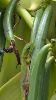 Ti kaz cheu nous - 4