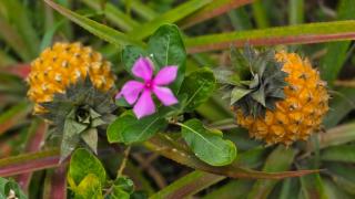 Ti kaz cheu nous - 2