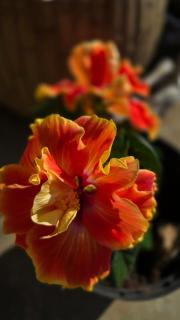 Ti kaz cheu nous - 1