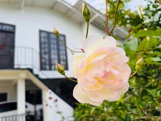 Tranquil Peak Ella - 1