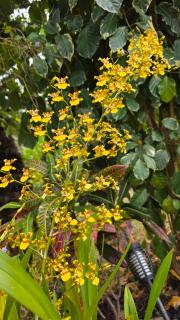 Ti kaz cheu nous - 2