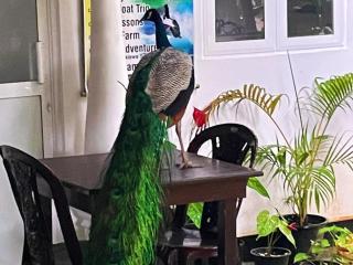 Bakery Family Guest House - 4