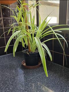 LK Guesthouse & Self-catering - 9