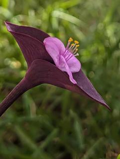 Chalet YAYA Rtiba - 2