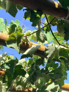 Casa Miramar Maragogi - casa 02 - 2