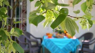 Le tilleul du parc de la dame - 9