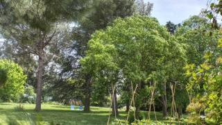 Le tilleul du parc de la dame - 8