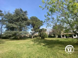 Le cedre du parc de la dame - 9