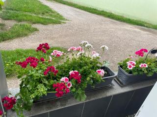 Pension Doreen Nieswand - 3