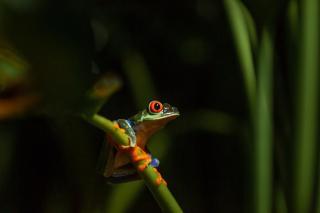 Lake Arenal Hotel, Brewery & Farm - 5
