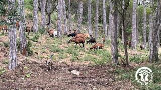 Chateau st-auriol - la bergerie - 7