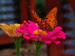 Paradise Gardens Glamping - 2