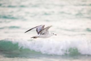 Coastal Breeze Siesta Turtle "B" - 9