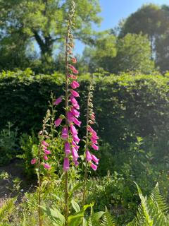 Vakantiehuis Rosa - 8