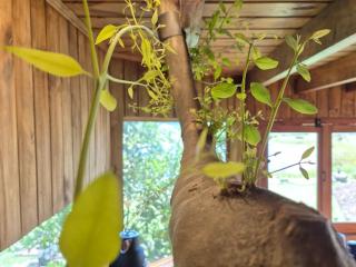 Laureles Holístico - 6