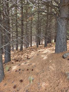 Klatt Haus, Golf y Polo - 1