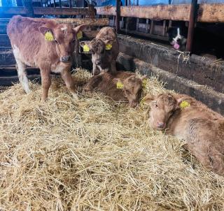 Vestra Fíflholt - 6