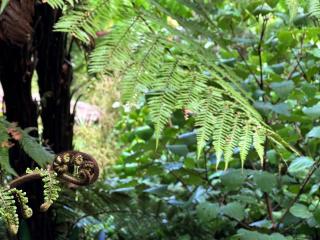 Gully hideaway apartment - 8