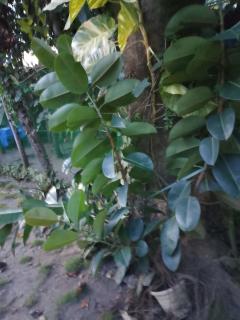 Leopoldo's Kampsite and Sports Cafe - 6