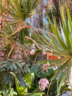 Casa Arcángel SM - 7