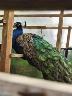 Magic Cabin in Jardín de Dota A real Costa Rican Farm experience with Breakfast included Trout fishing in the lagoon Fruit tasting & beautiful garden with farm animals - 9