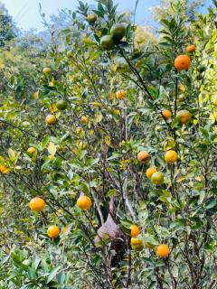 Aman magic resort - 6