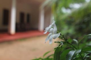 Punkalasa tourist lodge - 5