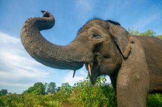 Satwa Elephant Eco Lodge - Labuhanratu - 1