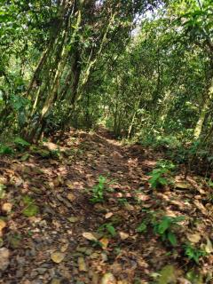 Chiraco cabins native jungle - 6