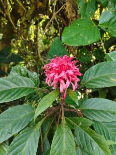 Chiraco cabins native jungle - 4