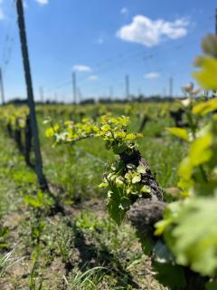 Maison des Capucins - 2