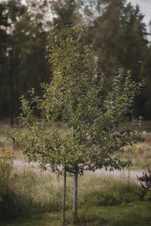 Smålandstorpets lanthotell - 8