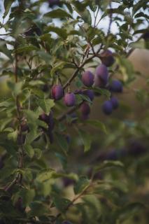 Smålandstorpets lanthotell - 5