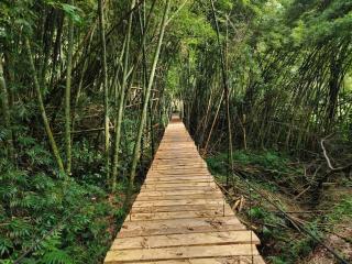 Chiraco cabins native jungle - 9