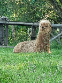 La Couture du Charme - 4