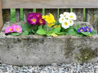 The Old Shepherd - 6