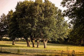 Gîte du Puy Charrier, Proche Puy duFou, Classé 3 étoiles, Plan d'eau privé - 1