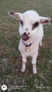 Family owned self sufficient ECO farm TARA - 5