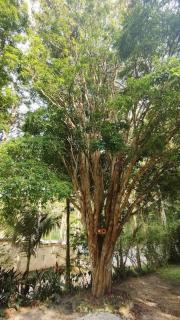 Chácara da Vó na Natureza - 1