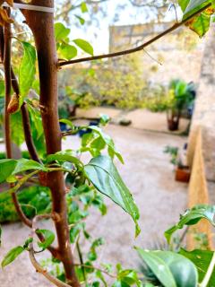 Maison d'hôte Mas de Castille entre Uzès et le pont du Gard - 5