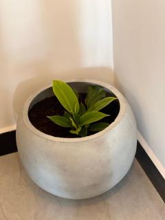 Ella Forest Eco View - Ella - 8