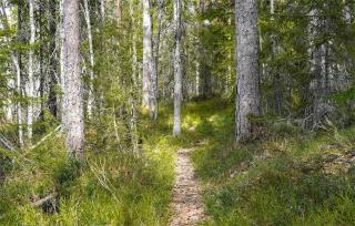 Lake cabin with rowing boat - 7