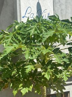 LaVista Antigua- Whole Property - 1