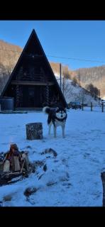 Escape Remeti - Aframe by the River - 9