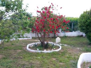 Natura Apartment - 5