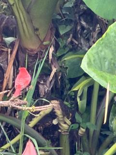 cabaña grande ecopolis hospedaje - 6